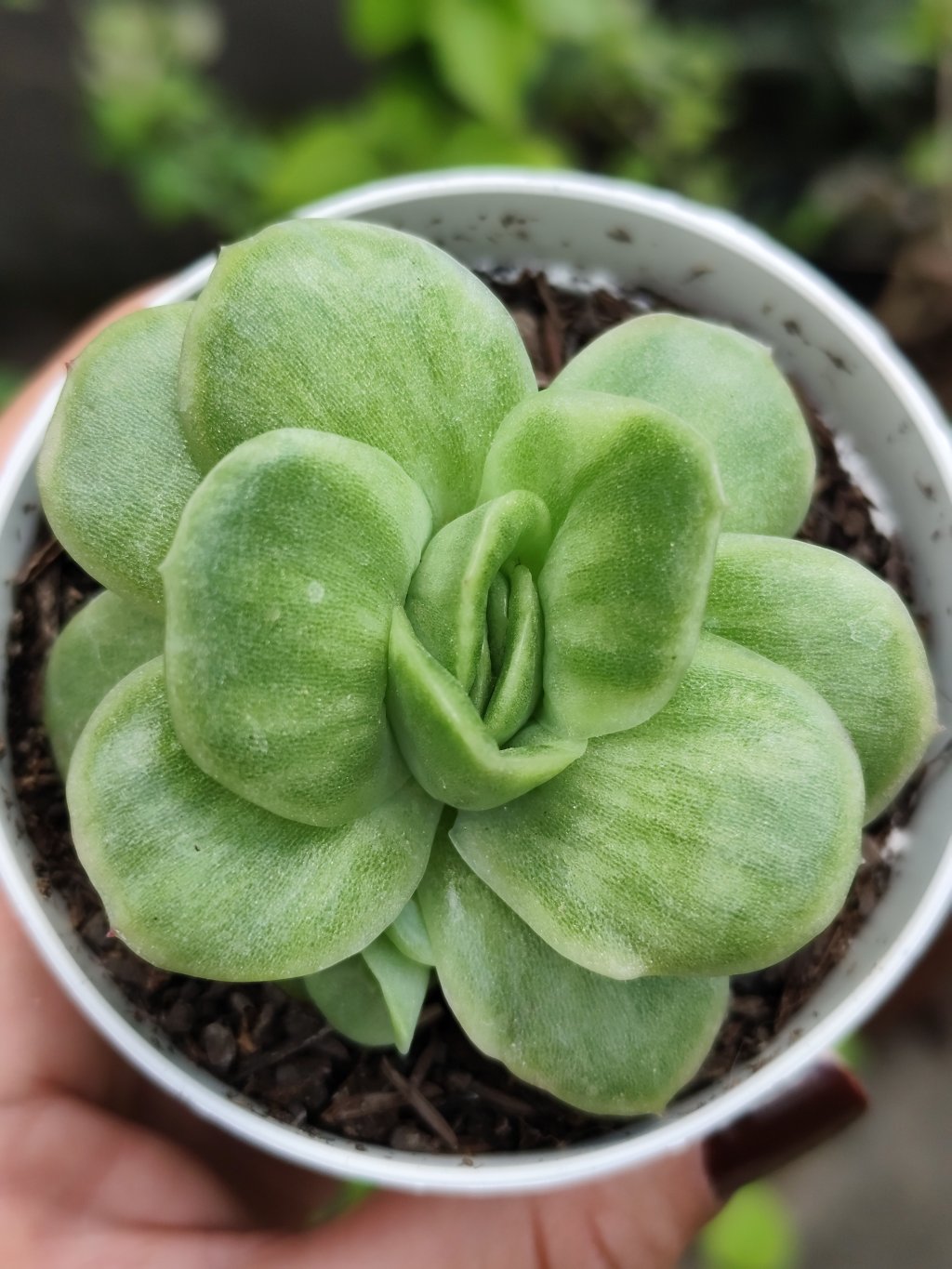 Ice rose variegata