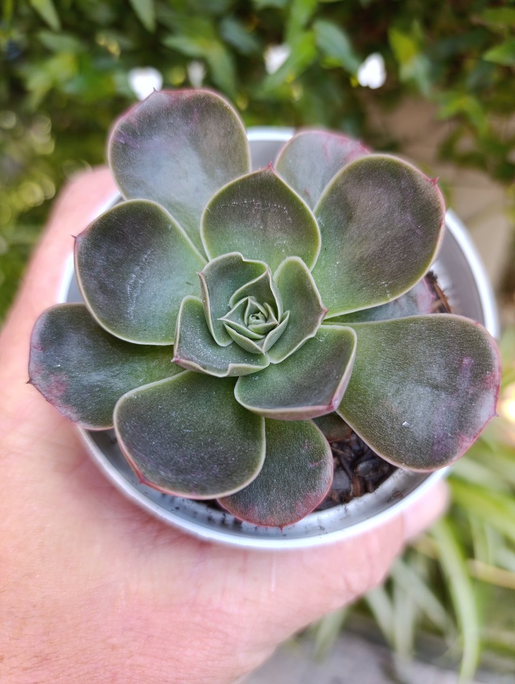Relena 
