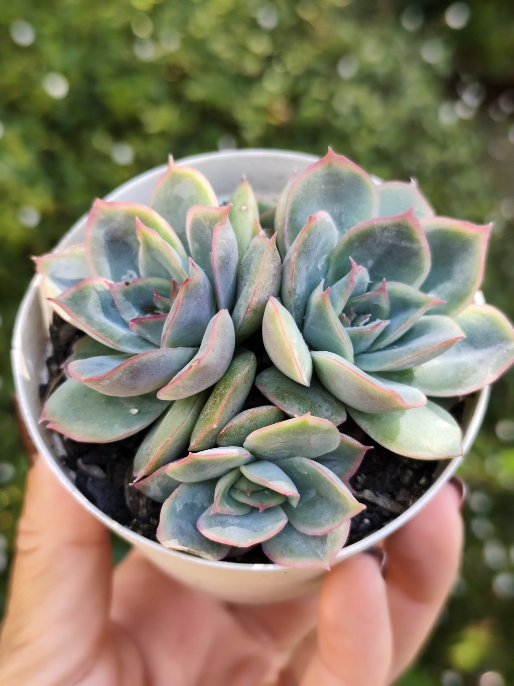 Rubrisa (colônia)