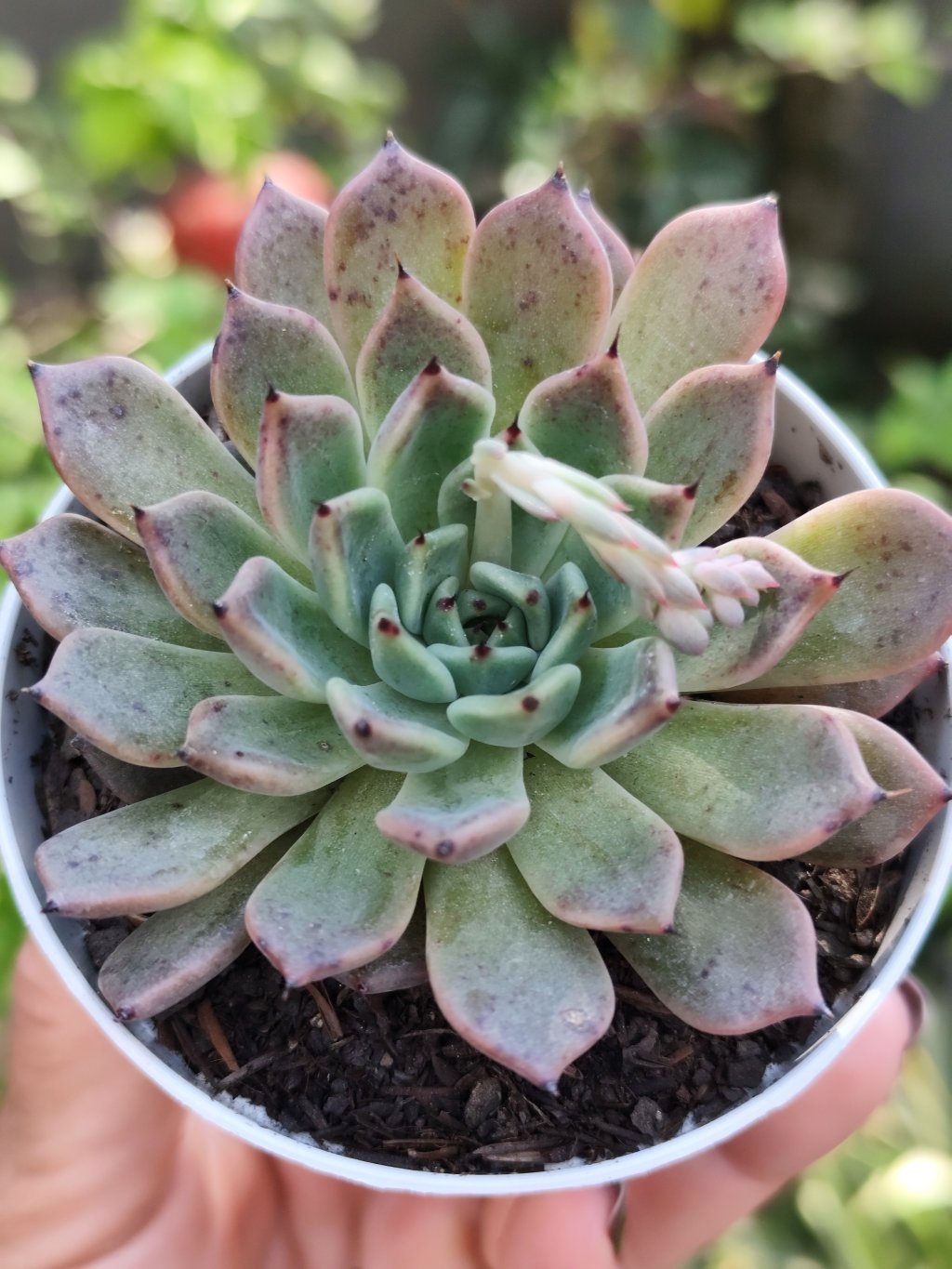 Vexaria 