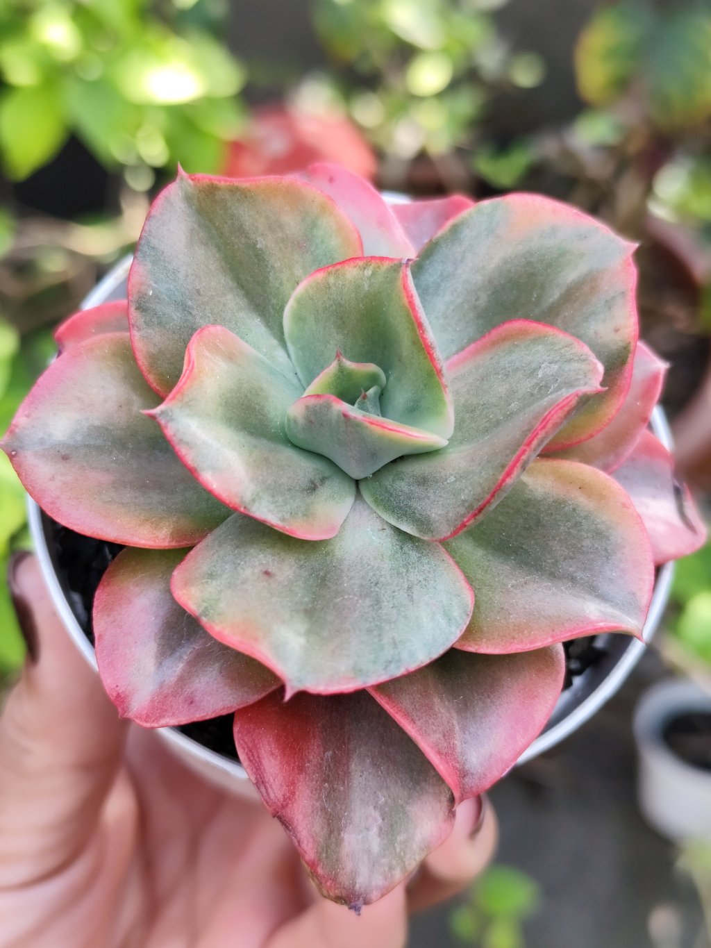 Mini gukin variegata 