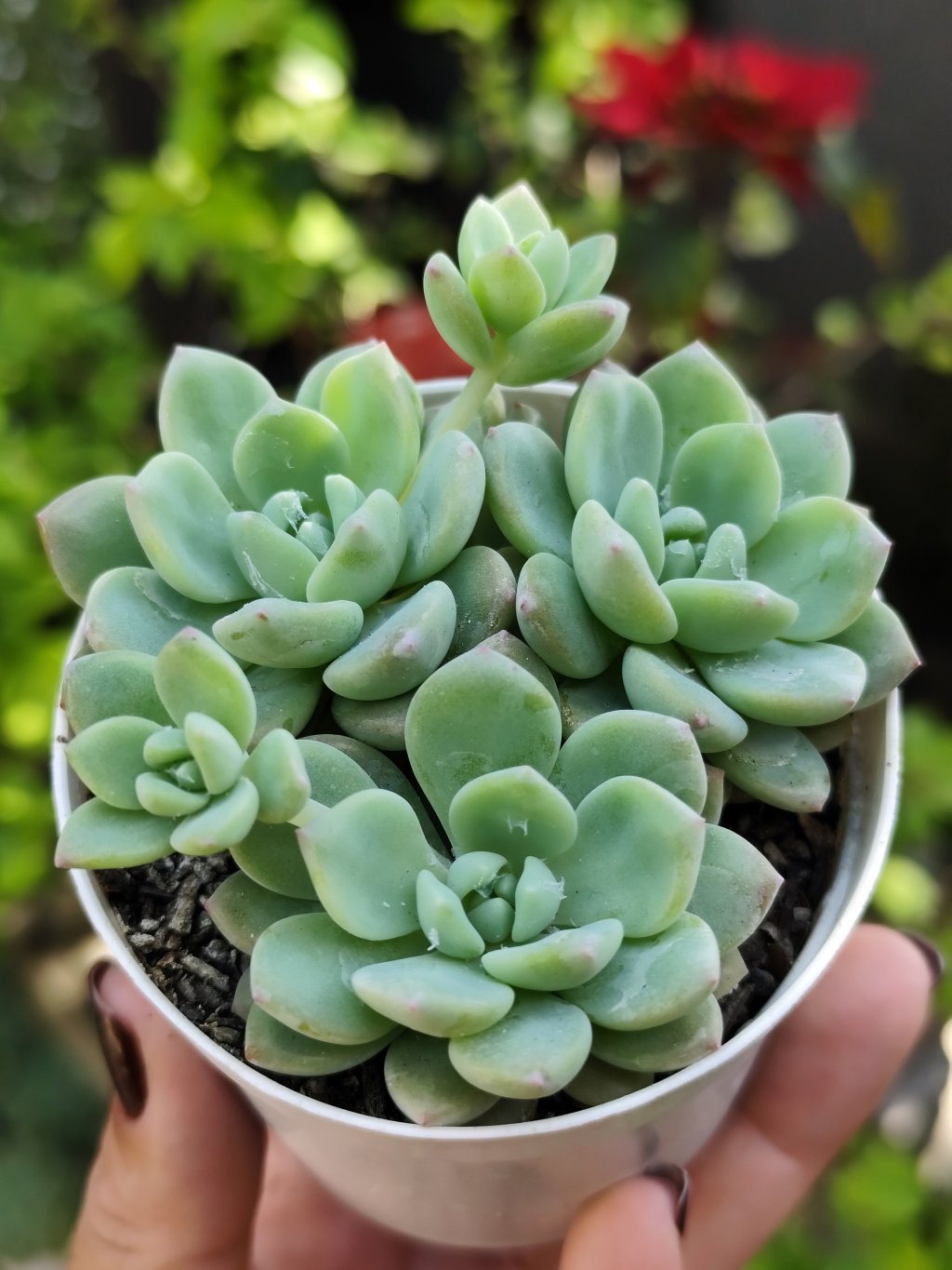 Litle Peach Blosson 