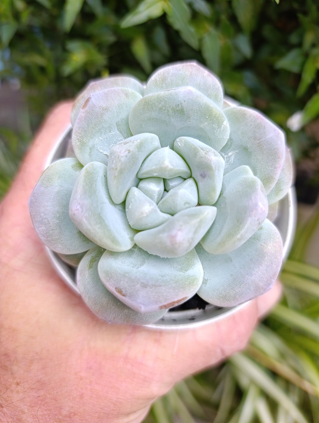 Ice jade