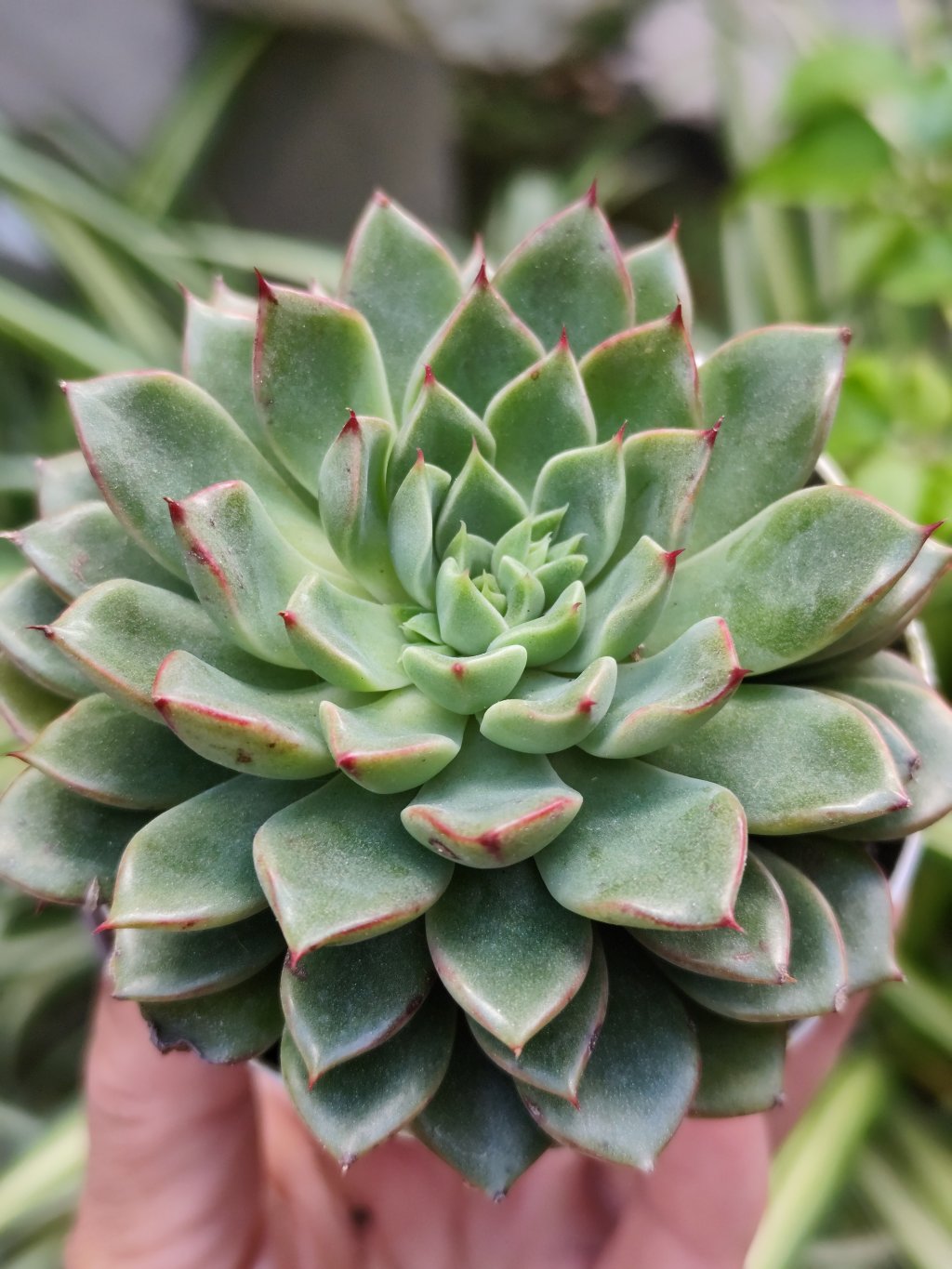 Auroralis 