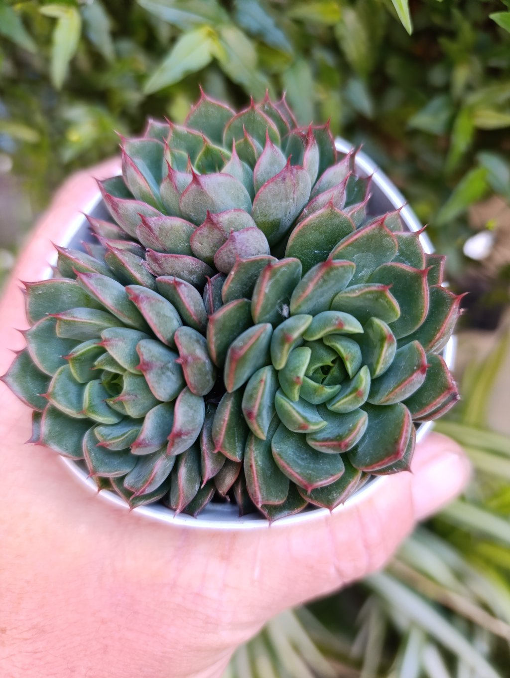 Green maju (colônia)