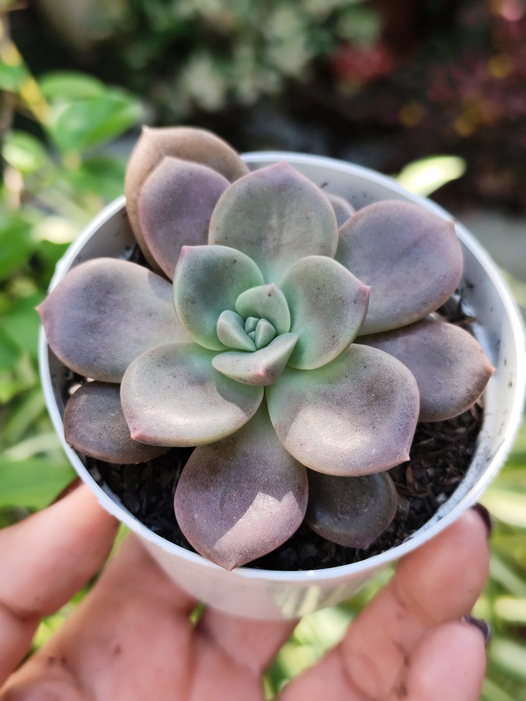 Purple pink 