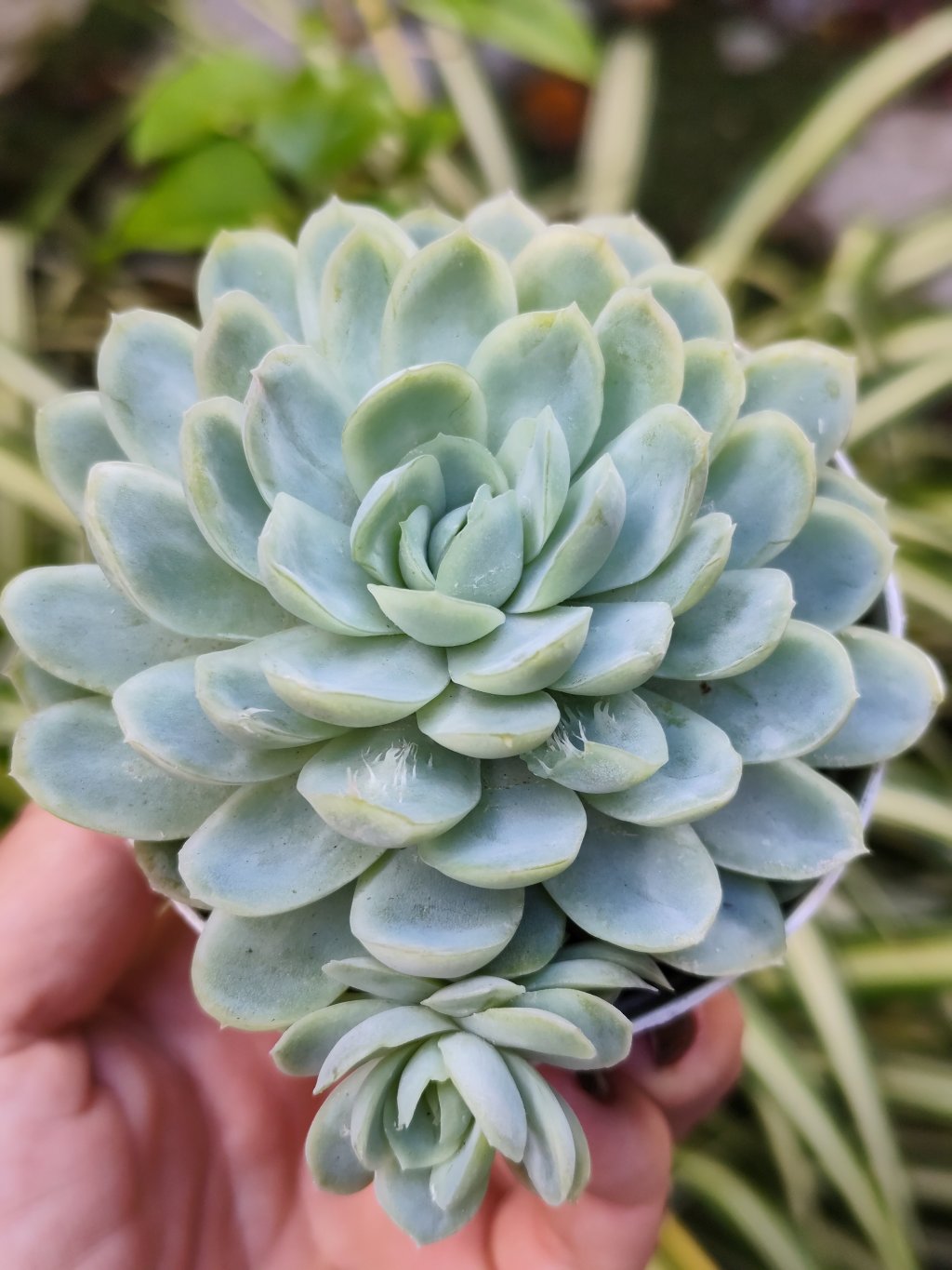 Queen rose variegata 