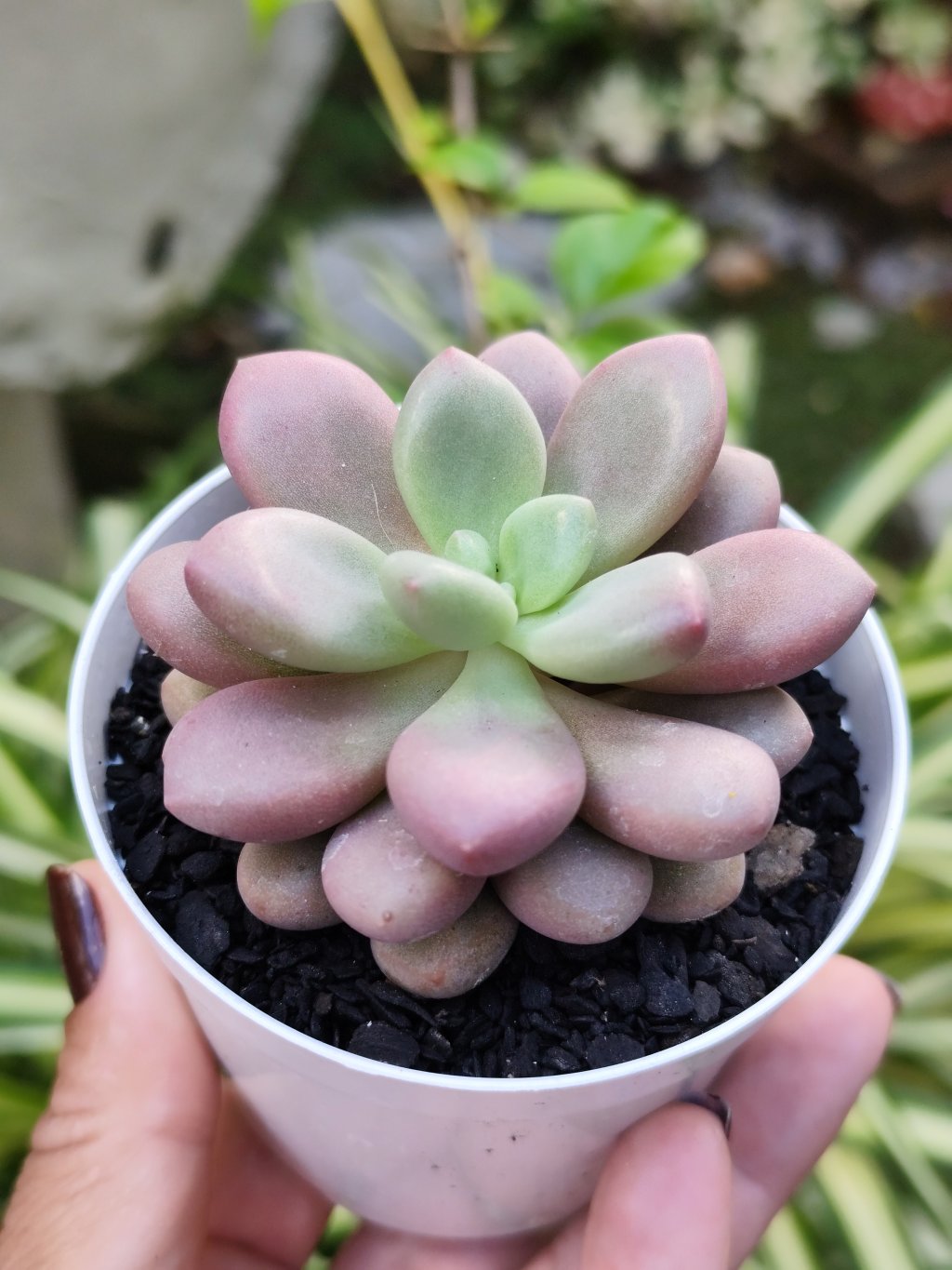 Amethystinun Red 