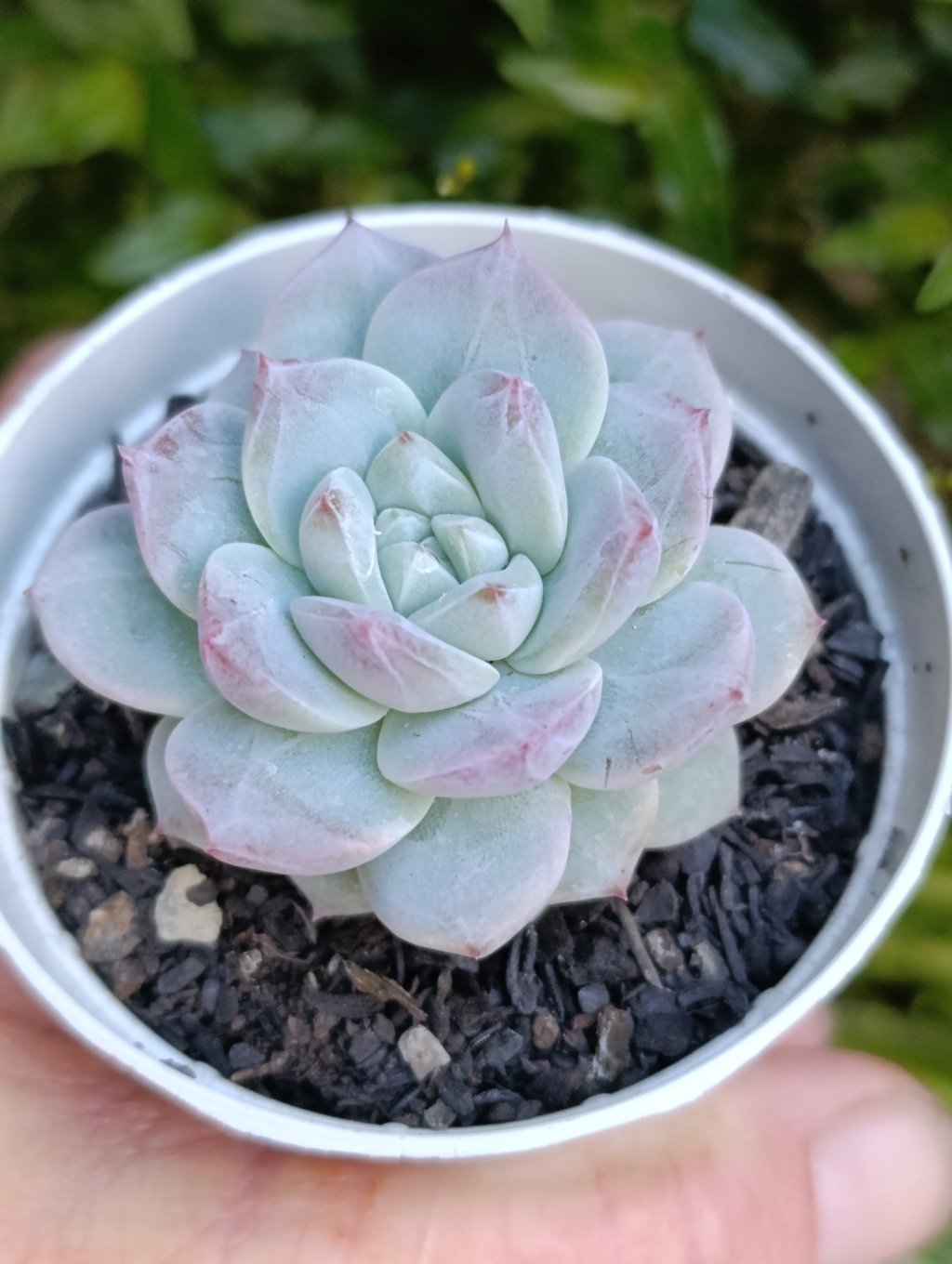 Pink diamond