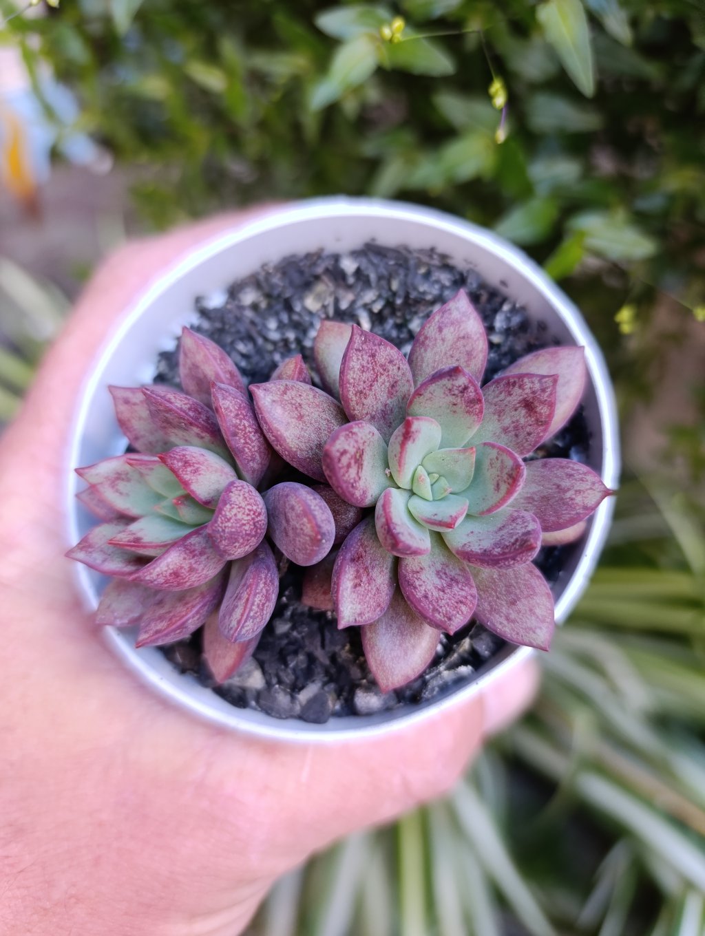 Pink frog