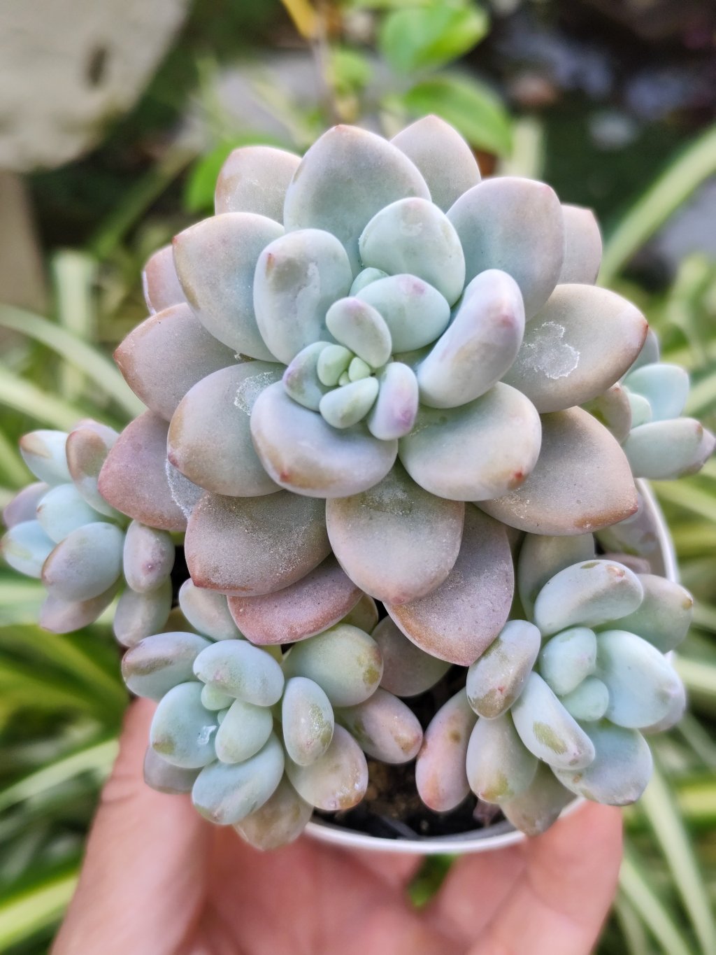 G. Loko (colônia)