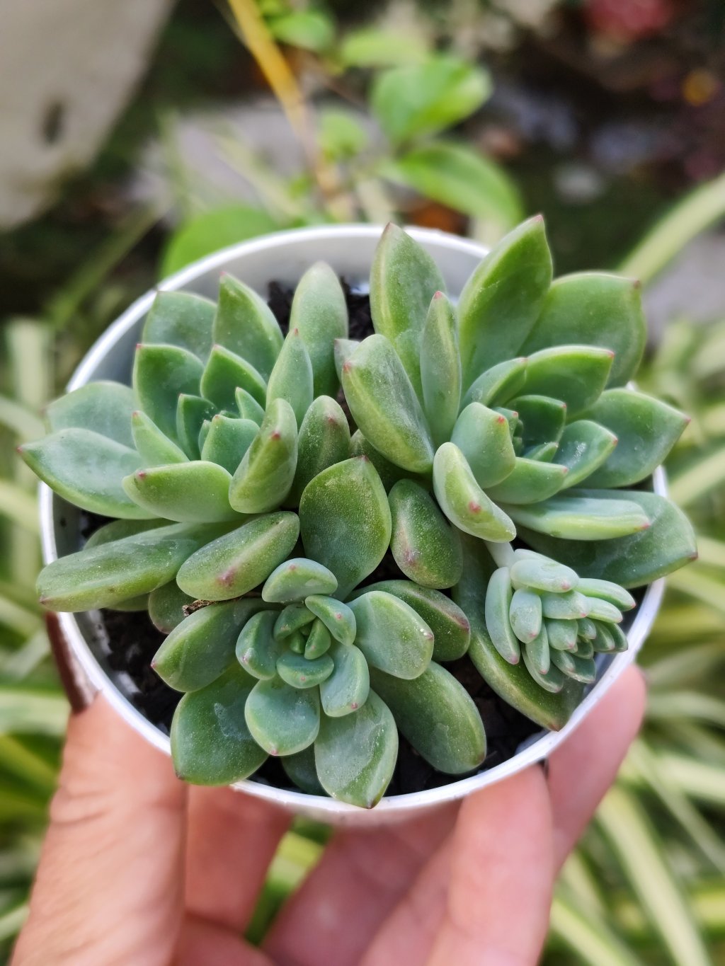 Luxflora 
