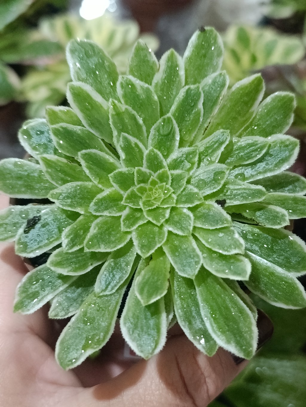 Aeonium Emerald Green variegata 