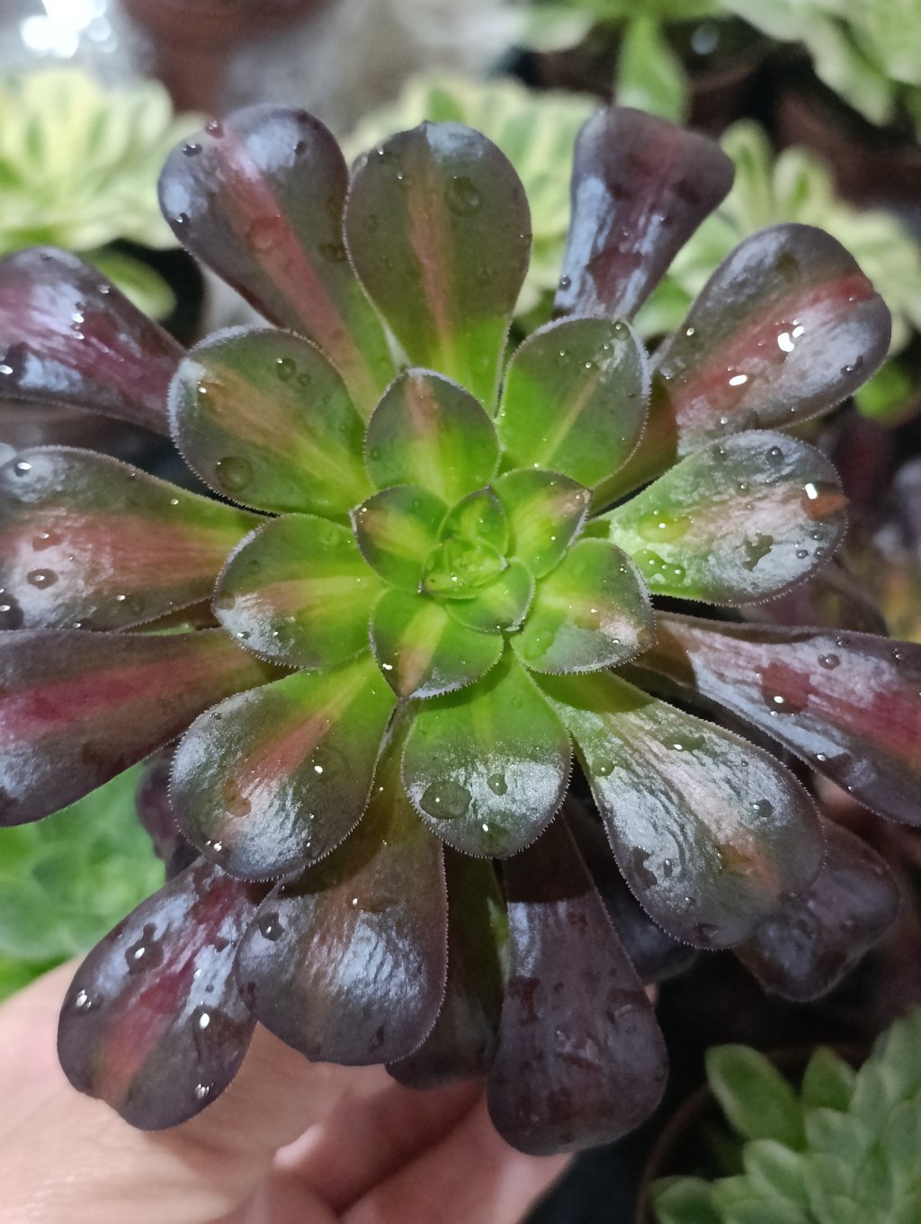 Kilimanjaro 