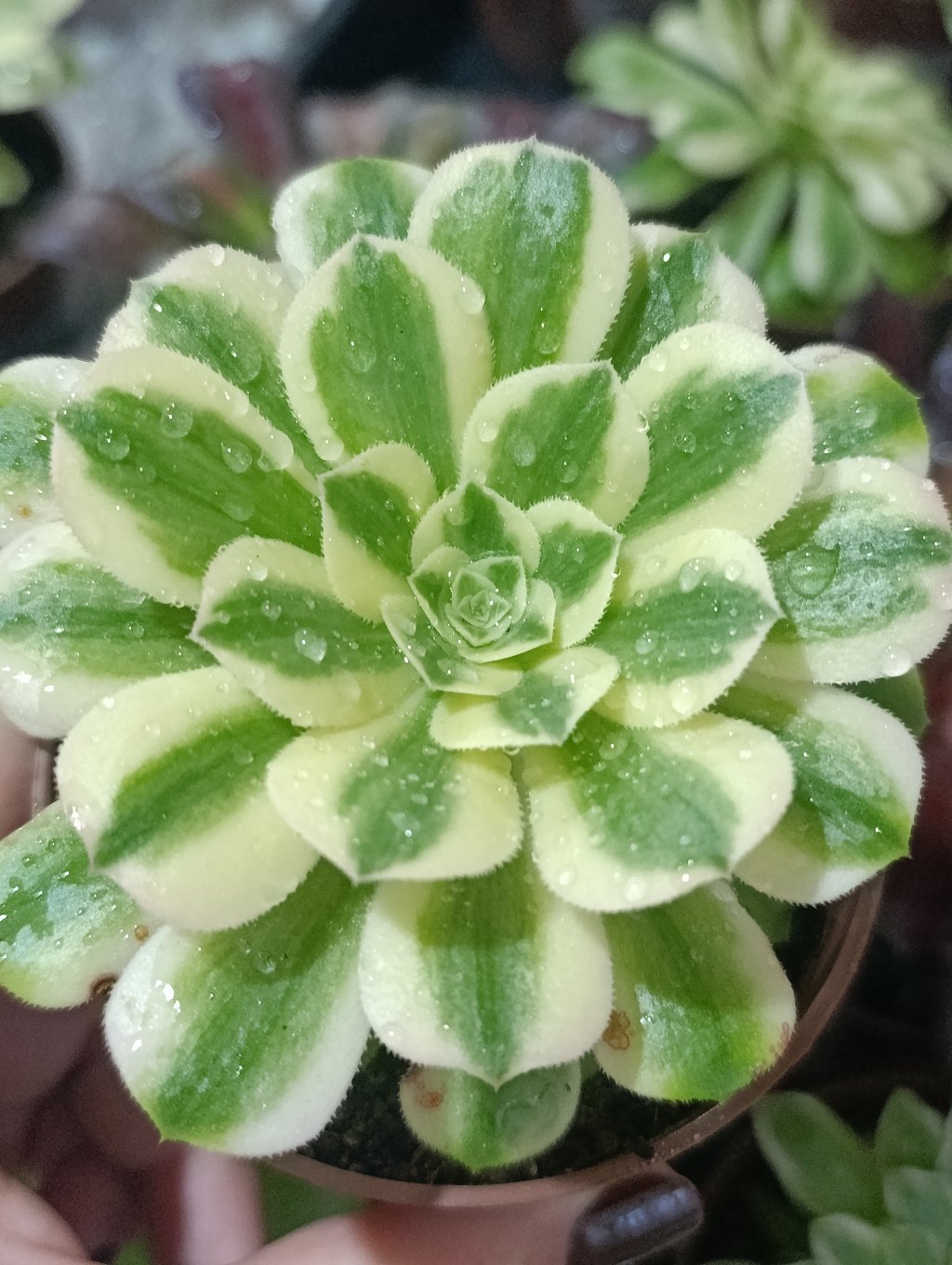 Siniá variegata 