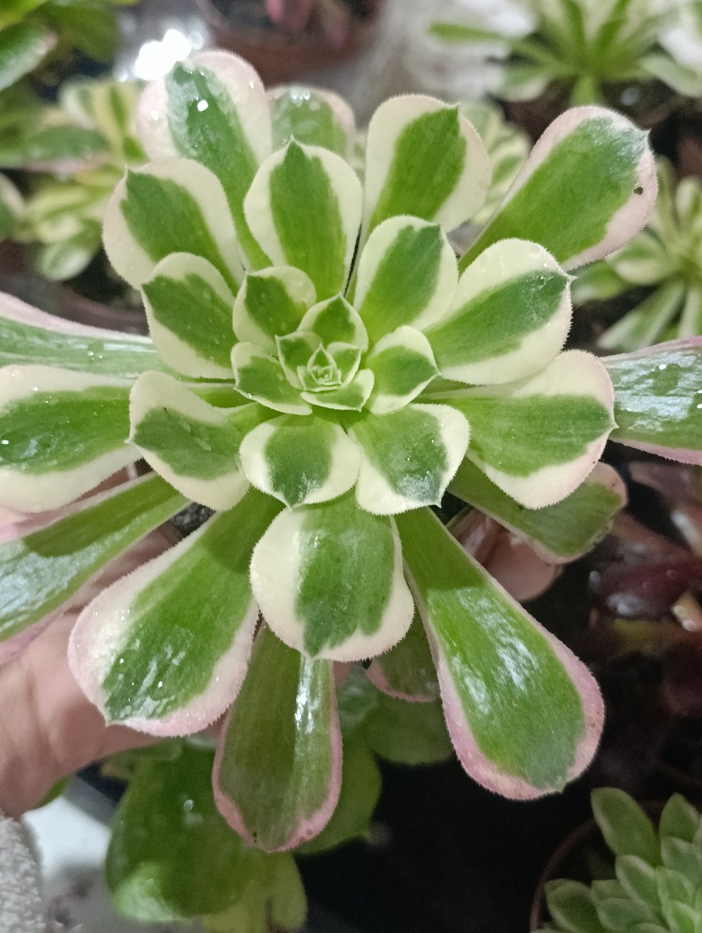 Sleeve variegata 