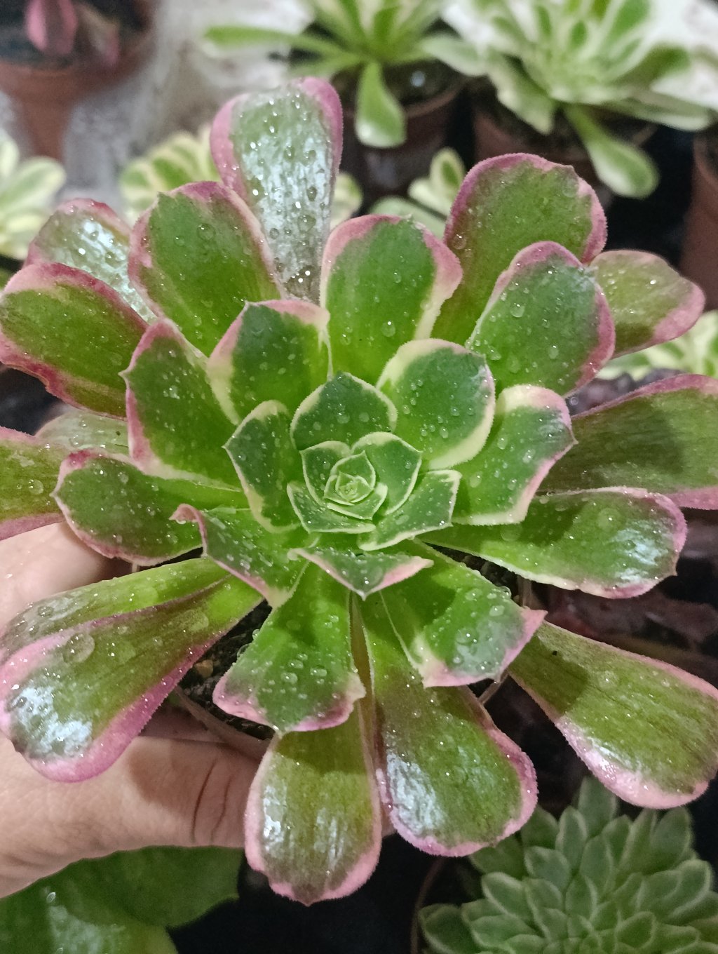 Green witch var.