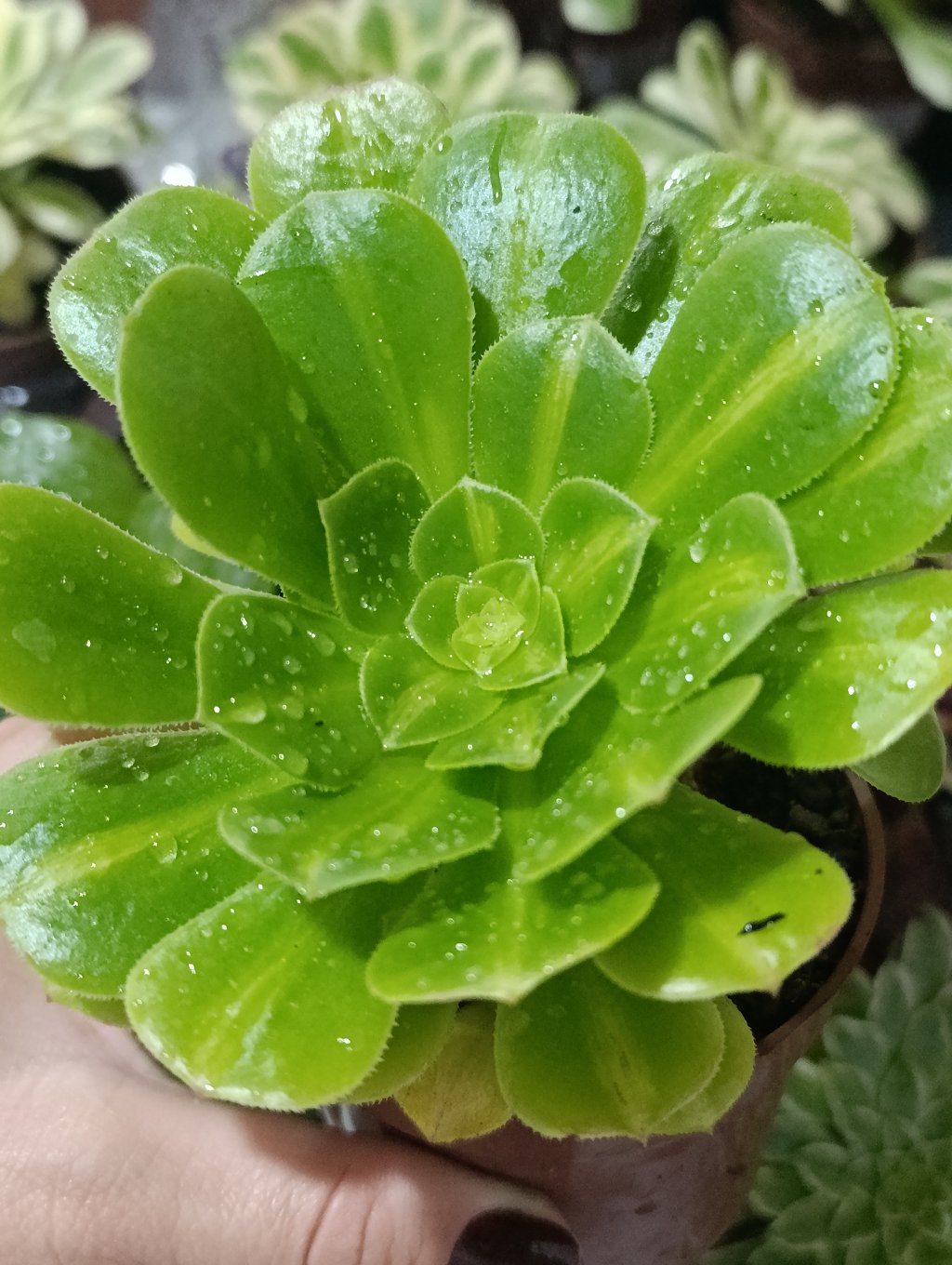 Aeonium yuri