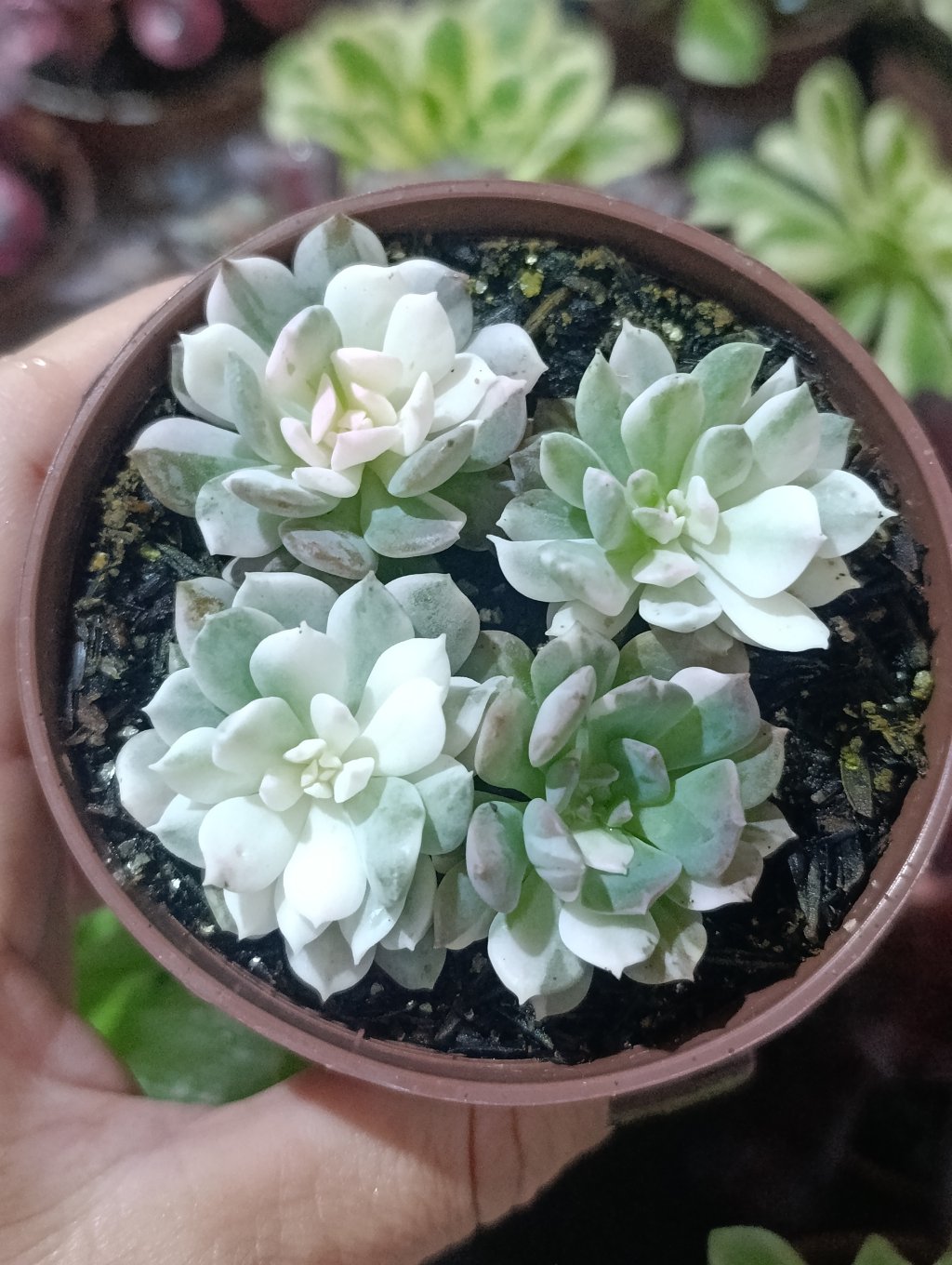 Sygrid variegata 