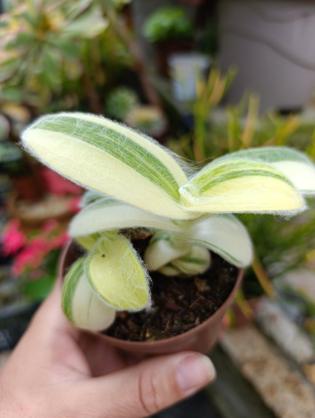 Tradescantia silamontana variegata 