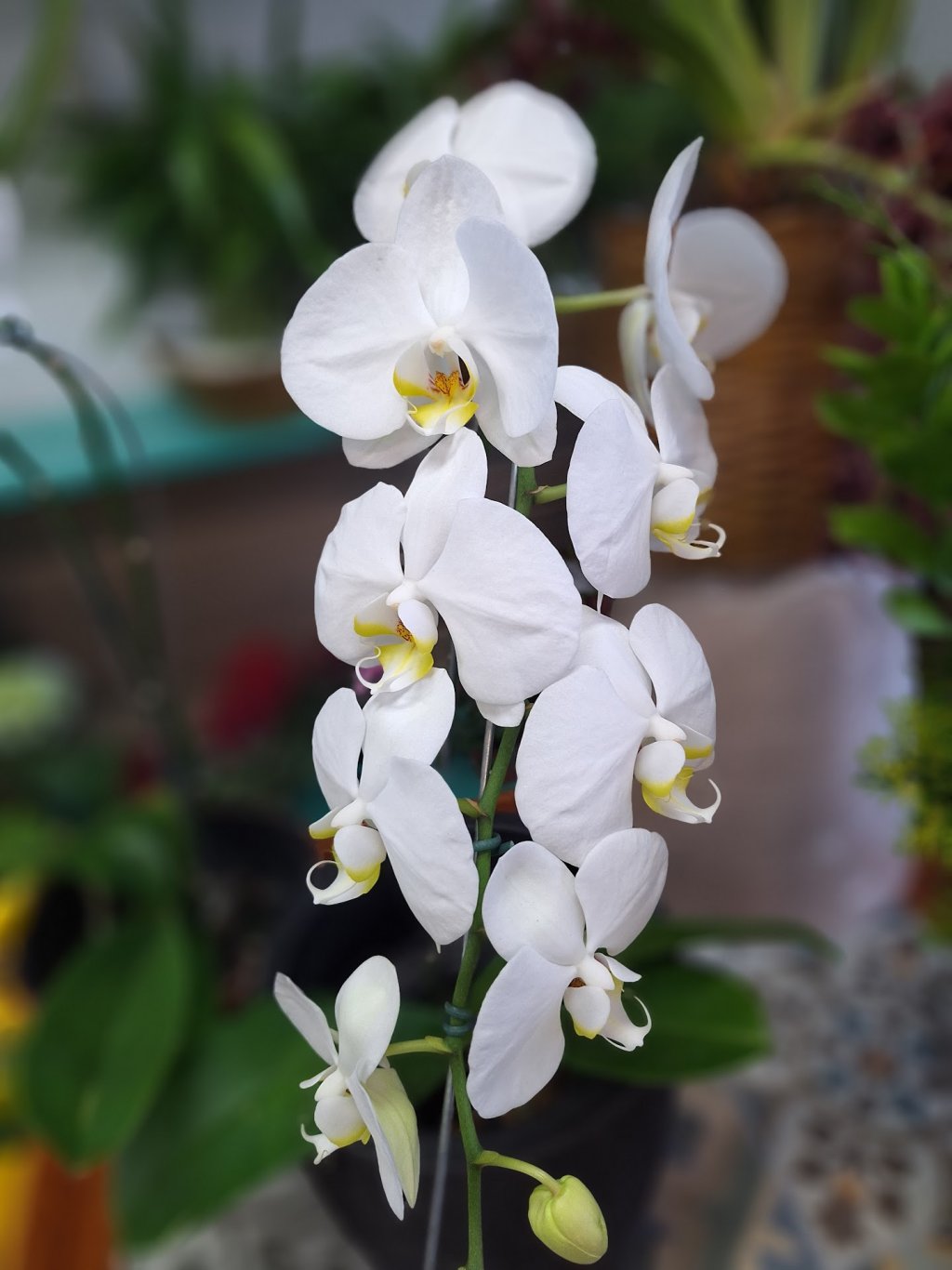 Orquídea Phalaenopsis Branca Enfeitada