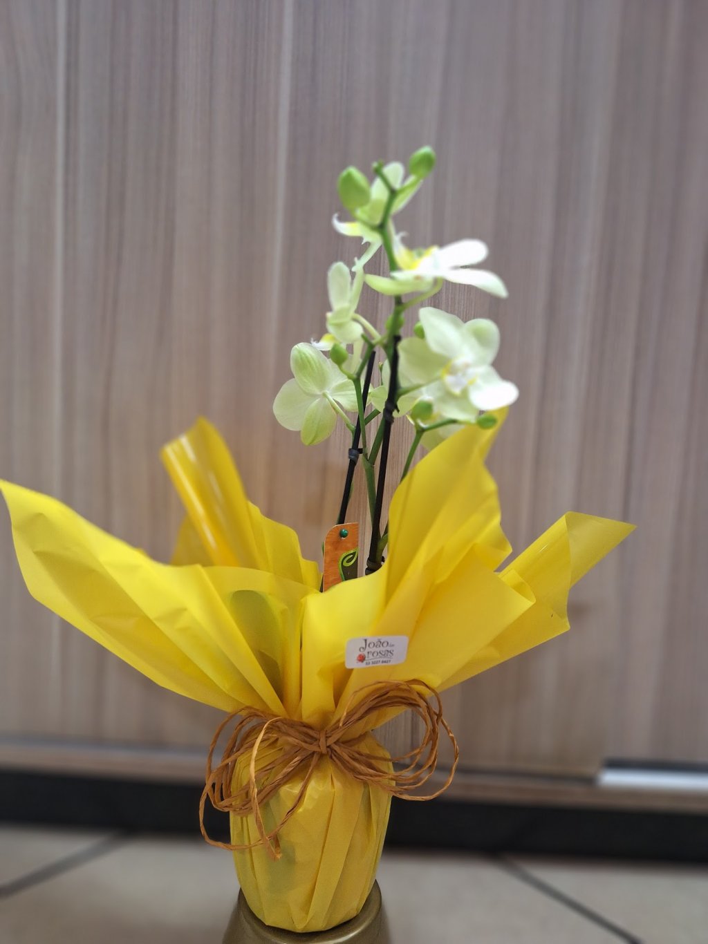 Orquídea Phalaenopsis Média Enfeitada - Várias cores