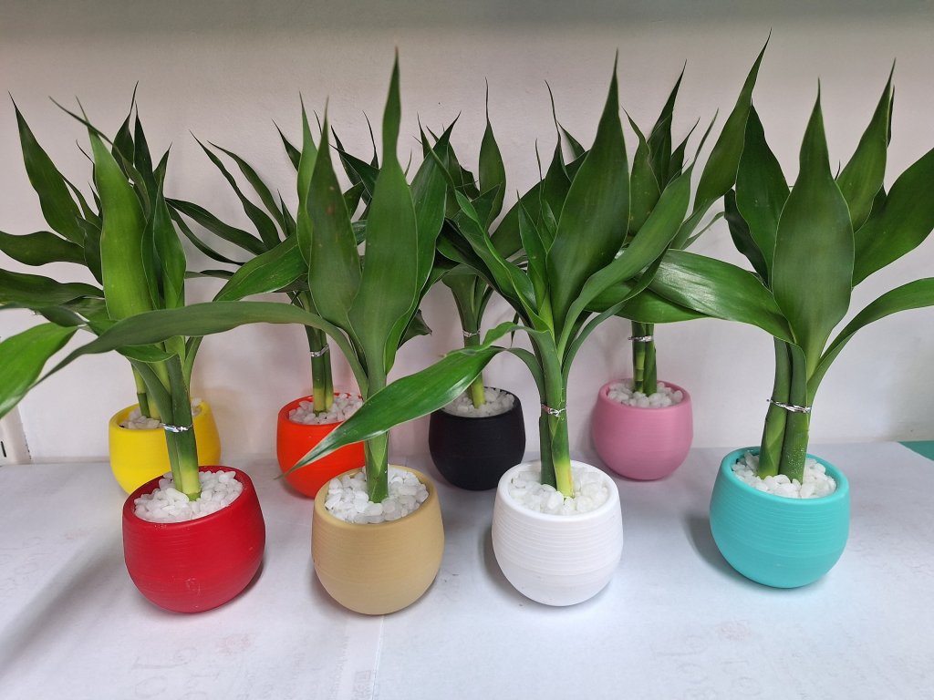 Mini Bambu da Sorte (Dracaena sanderiana)