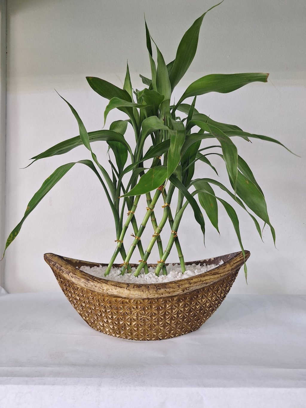 Bambu da Sorte Trançado Barca (Dracaena sanderiana)