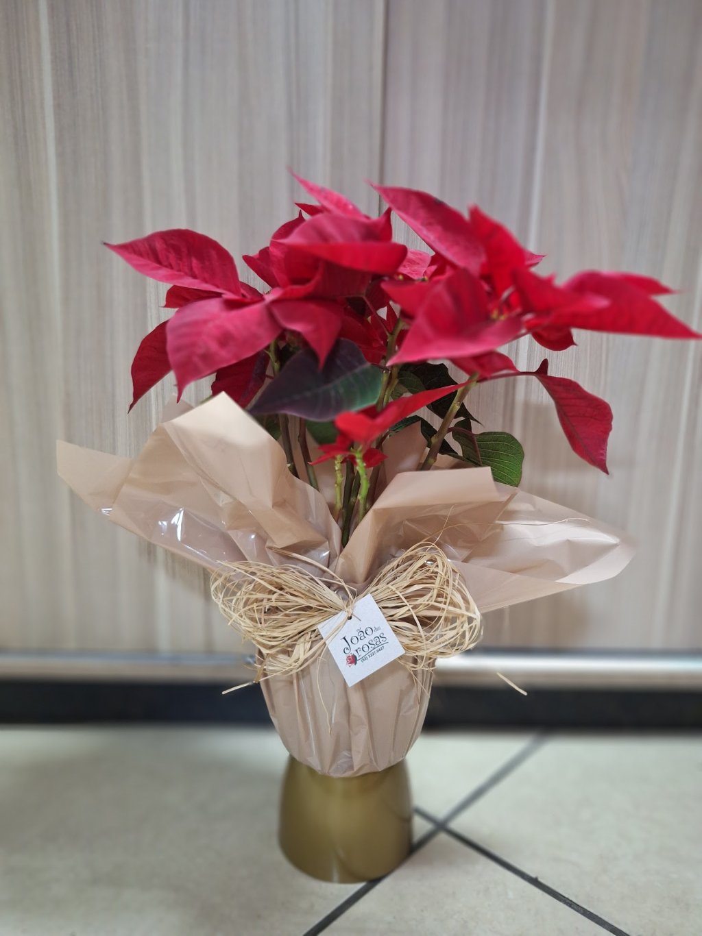 Poinsetia (Bico de papagaio) Enfeitada