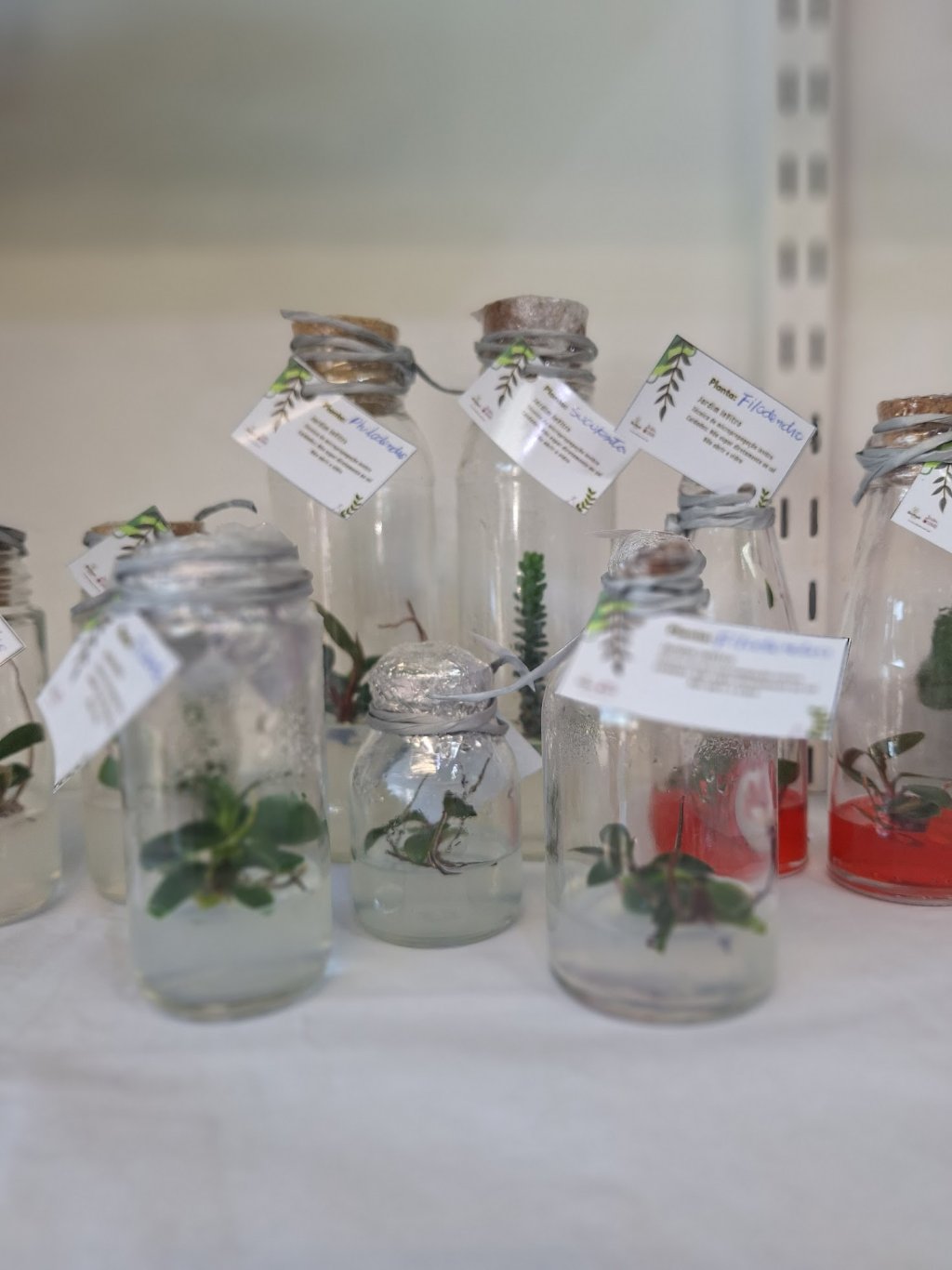 🌸 Plantas In Vitro