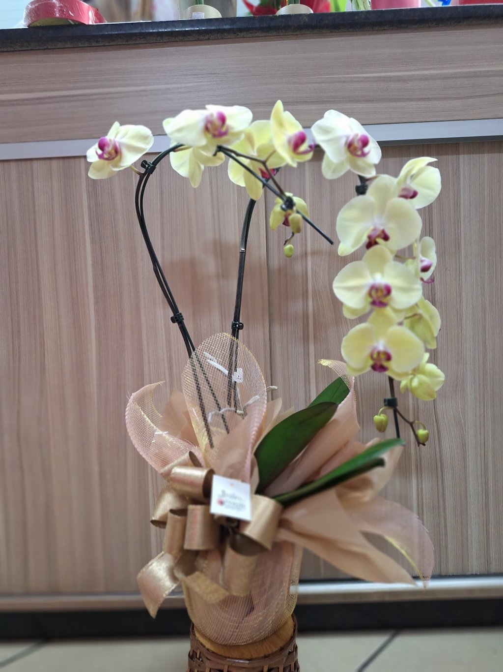 Orquídea PREMIUM