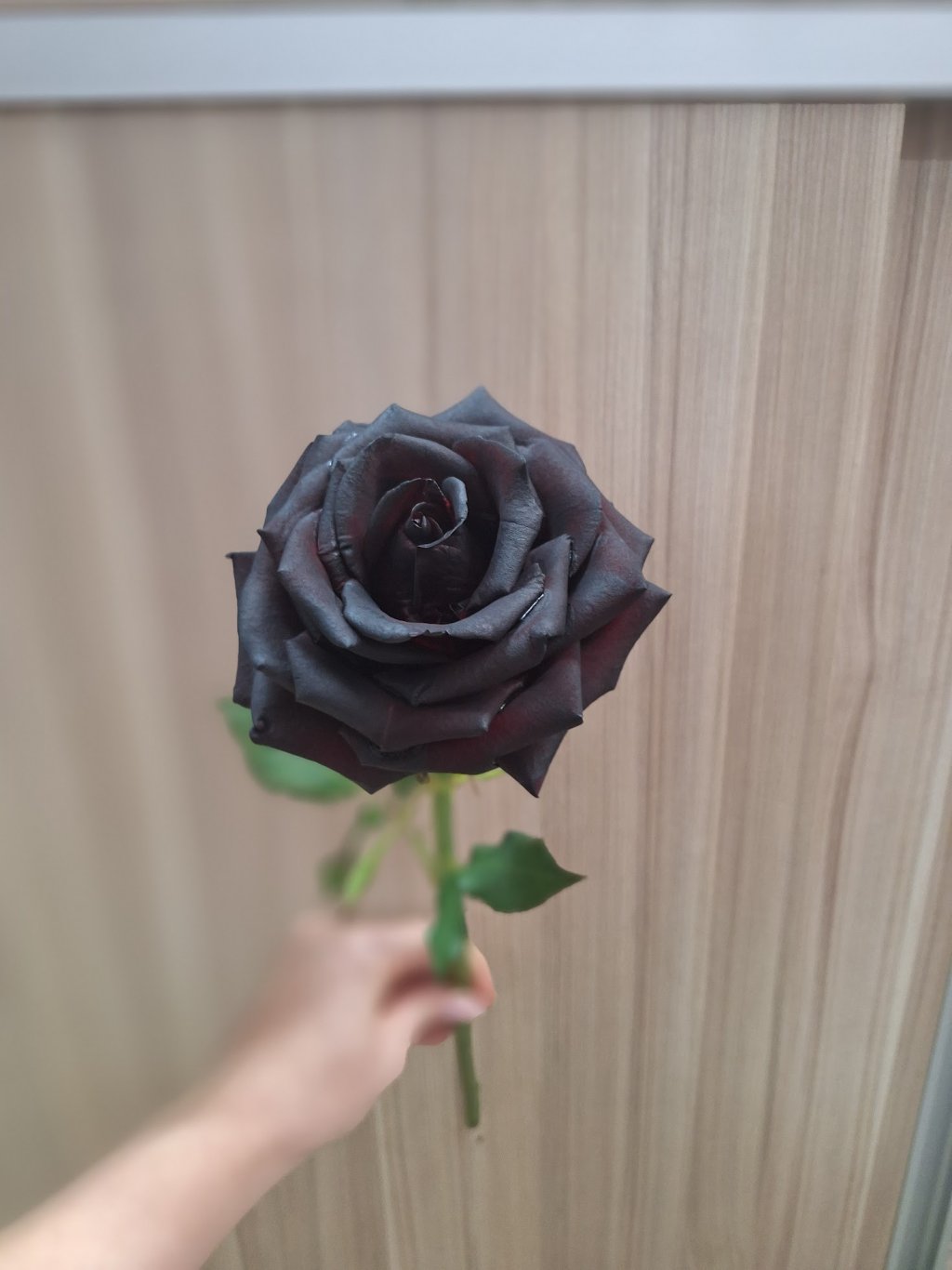 Rosa Negra 