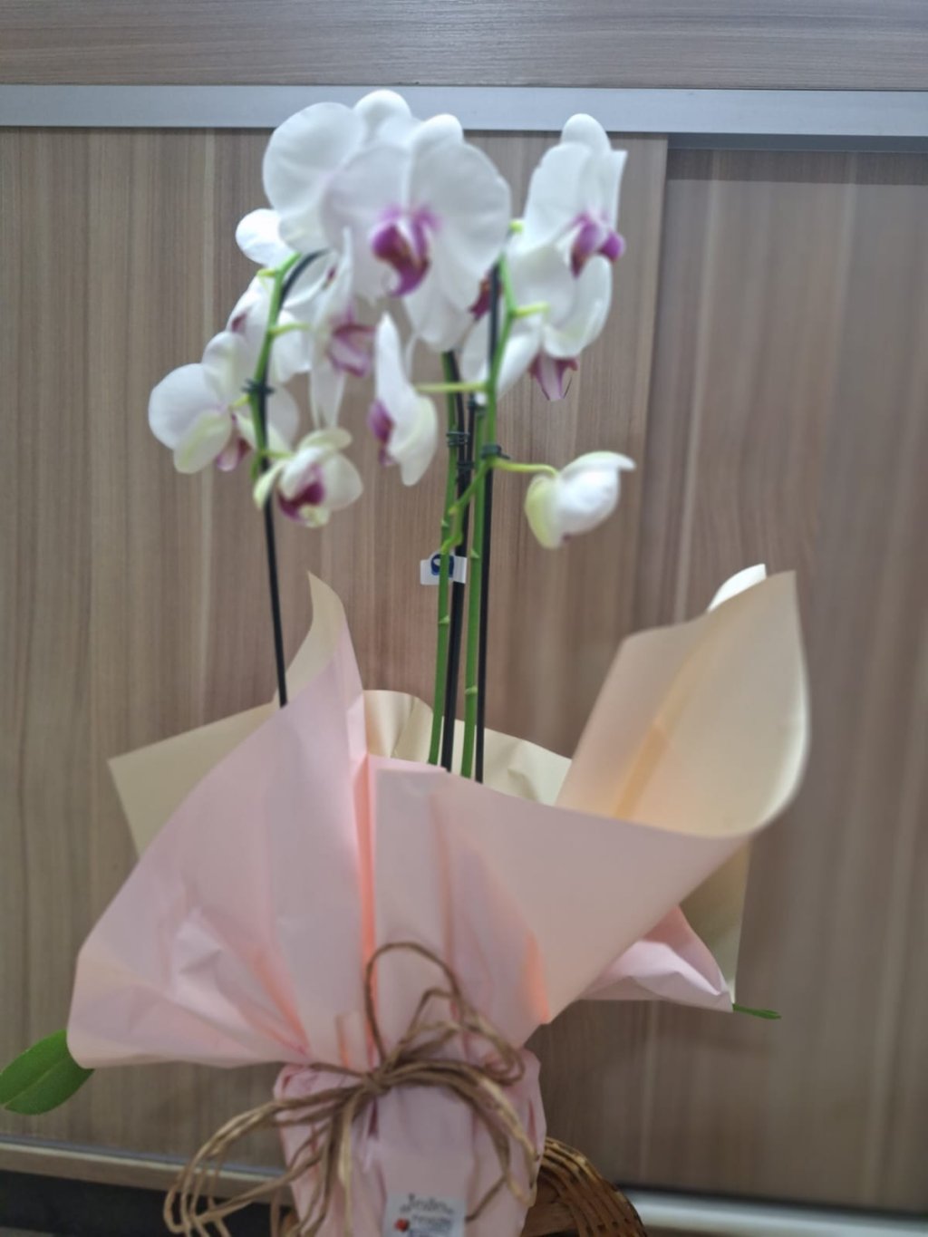 Orquídea PREMIUM