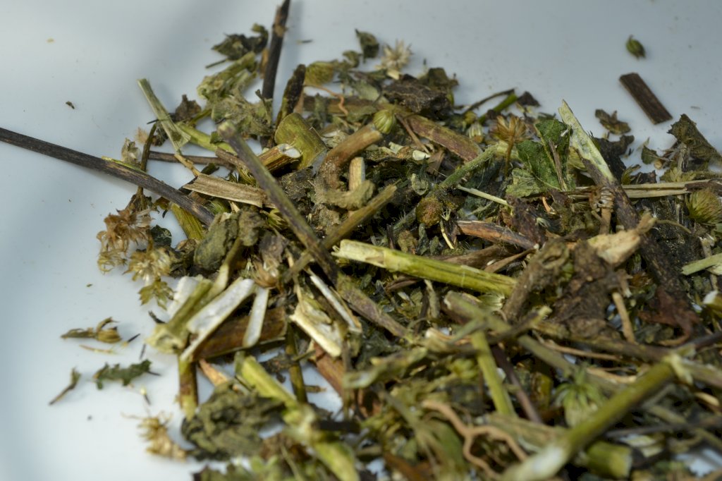 ERVA DE SÃO JOÃO - Agerantum conyzoides