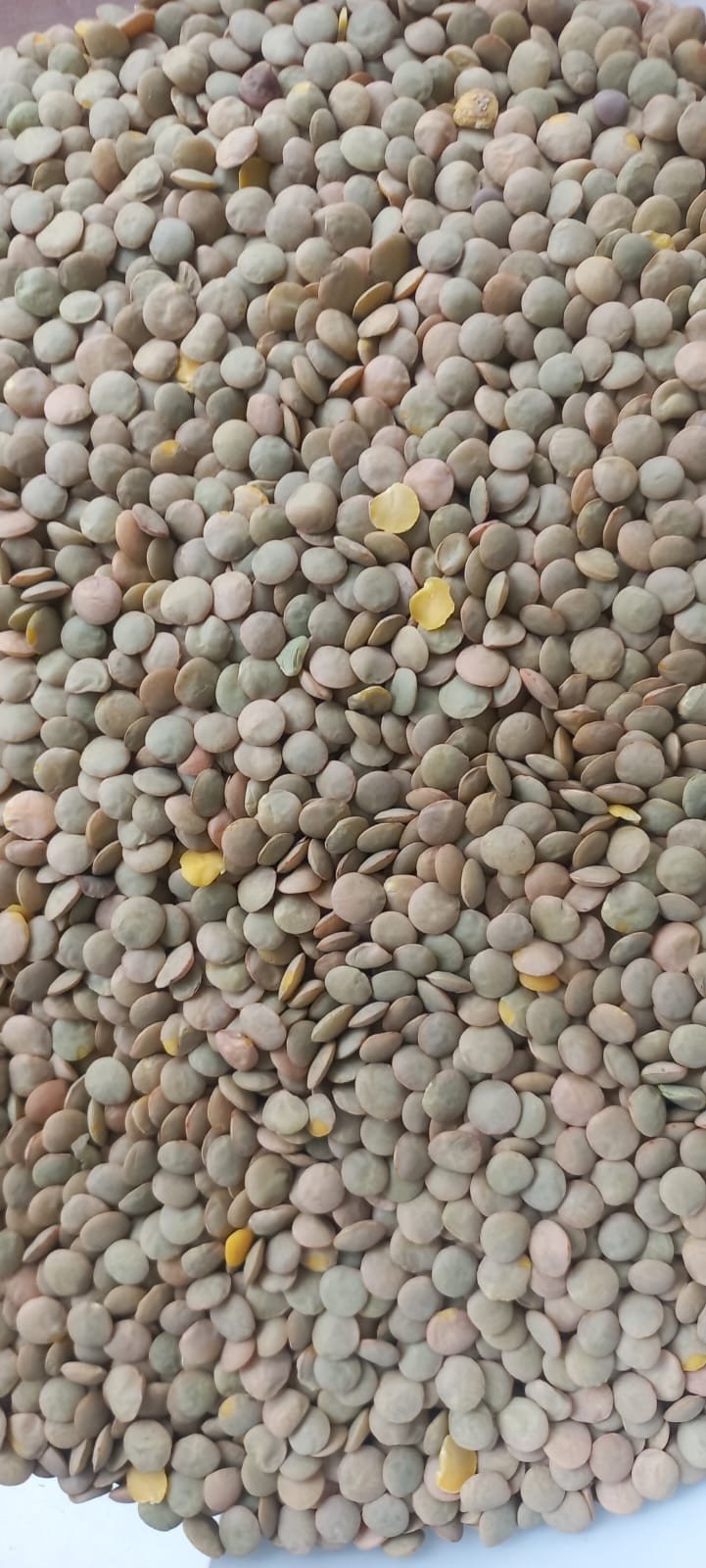 LENTILHA CANADENSE | 100g