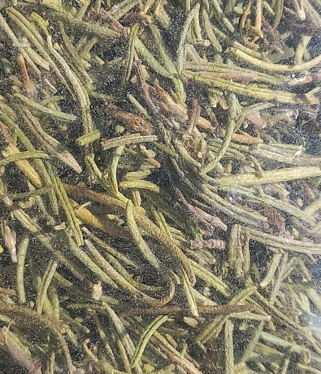 Chá de Alecrim 100g