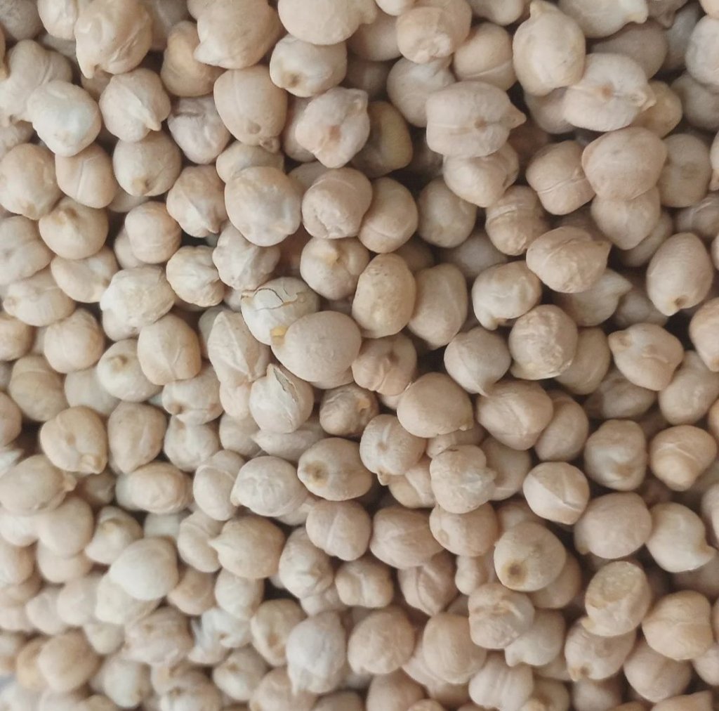 GRÃO DE BICO 9mm 100g