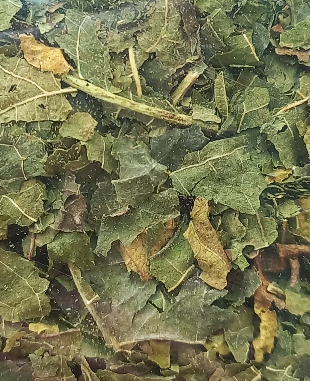 FOLHA DE AMORA MIURA  - Morus nigra (100G)