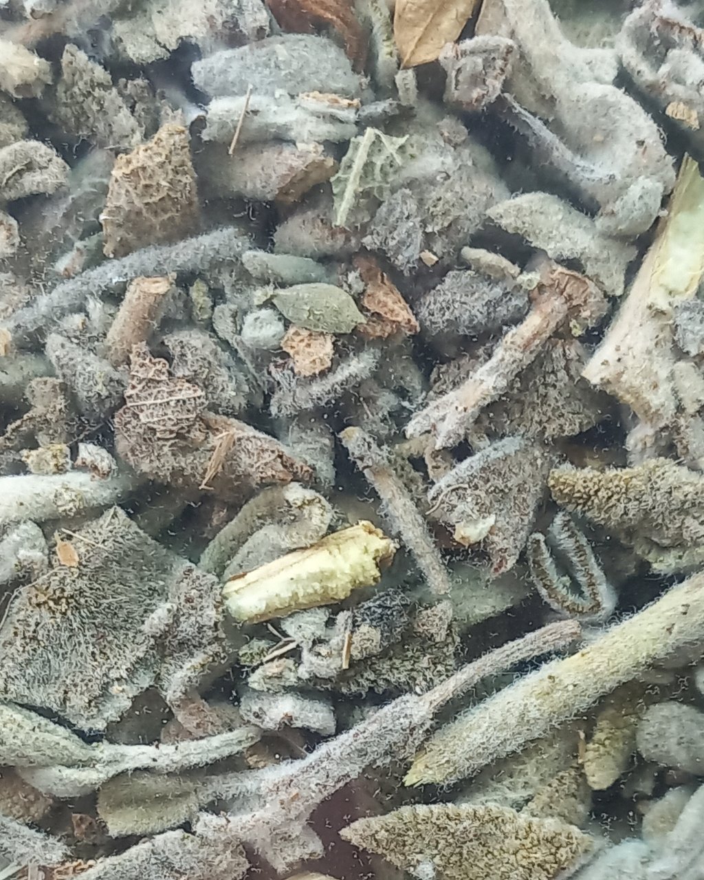 SÁLVIA - Salvia officinalis (50G)