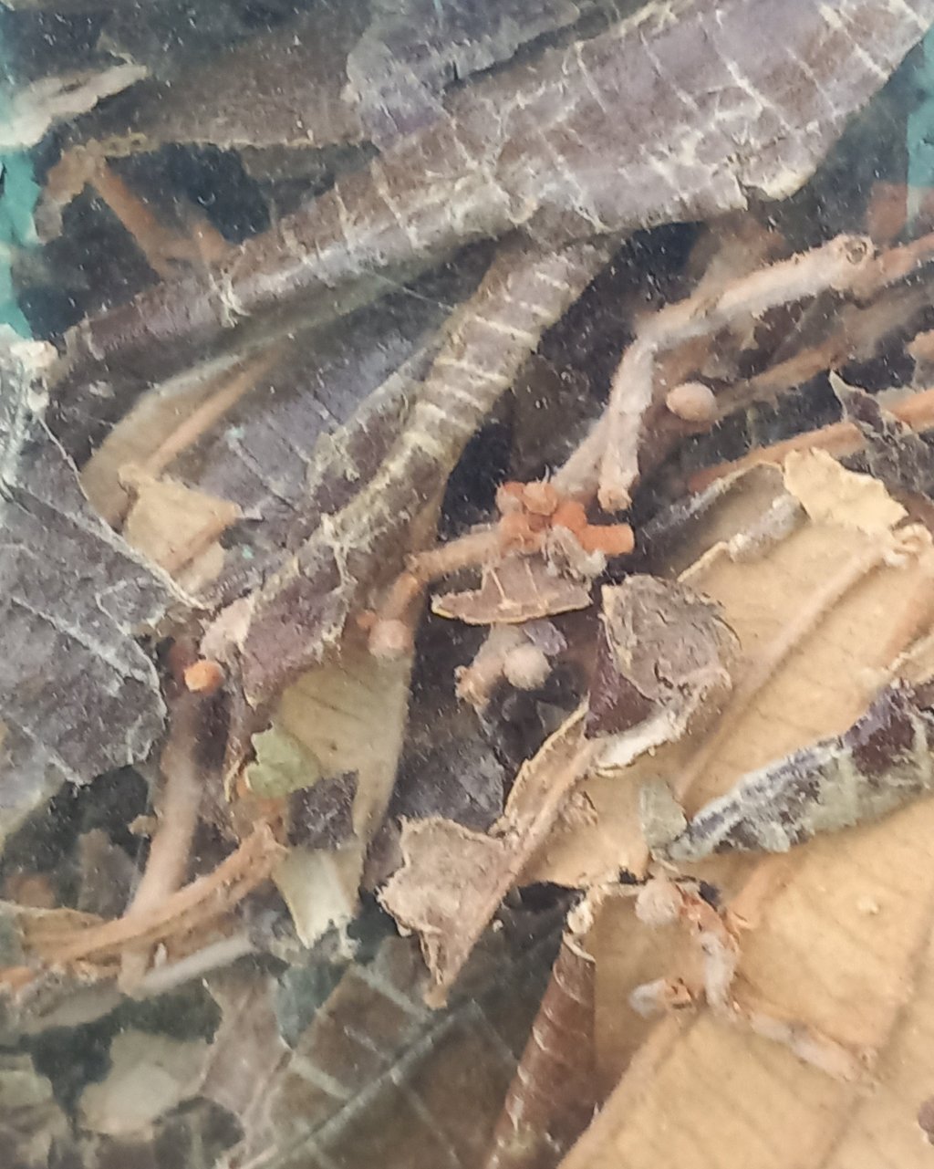 CANELA DE VELHO - Miconia albicans (100G)