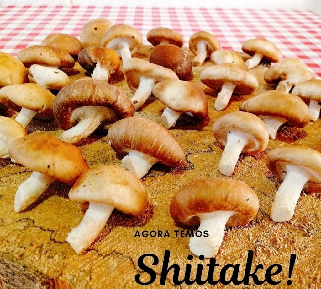 SHIITAKE FRESCO - 200G ESPAÇO COPAÍBA