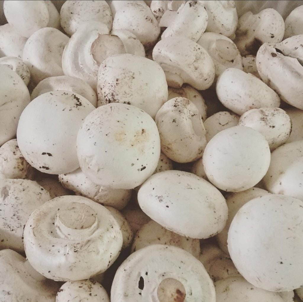 COGUMELO PARIS - 200G ESPAÇO COPAÍBA