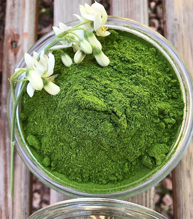 Moringa em Pó | 100g