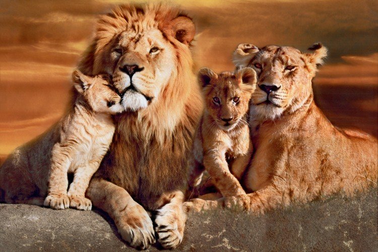 Familía Leão com 2 Filhotes