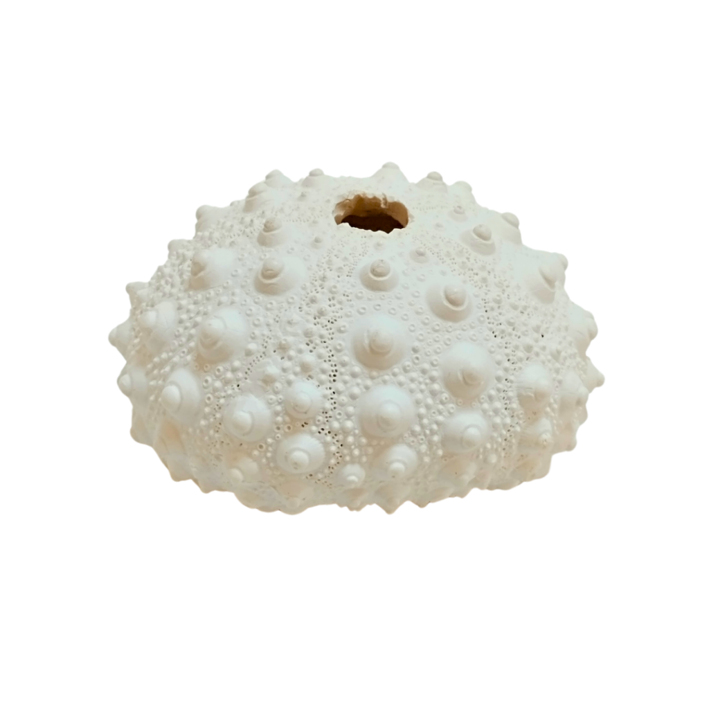 ESCULTURA CONCHA CORAL PEQUENA - FLORARTE 