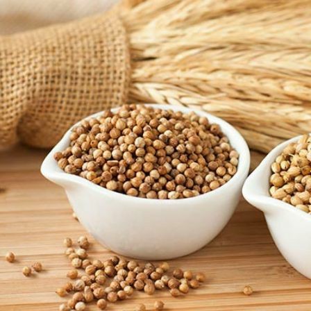 COENTRO EM SEMENTE (SE QUISER MOÍDO, AVISE NO CAMPO DE DESCRIÇÃO AO FINALIZAR O PEDIDO)