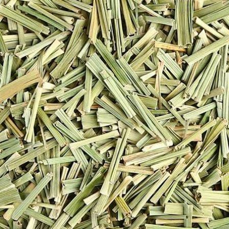 CAPIM LIMÃO OU CAPIM CIDREIRA