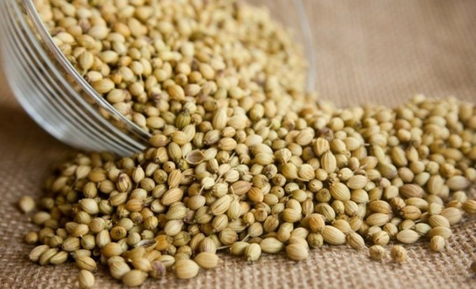 COENTRO EM SEMENTE (PARA CHÁ OU PLANTAR)