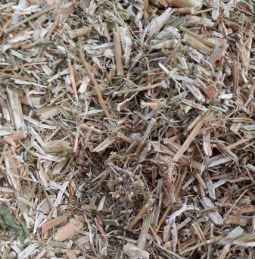 MASTRUZ (ERVA DE SANTA MARIA)