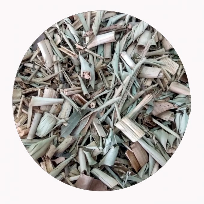 COLÔNIA (CAPIM COLÔNIA)